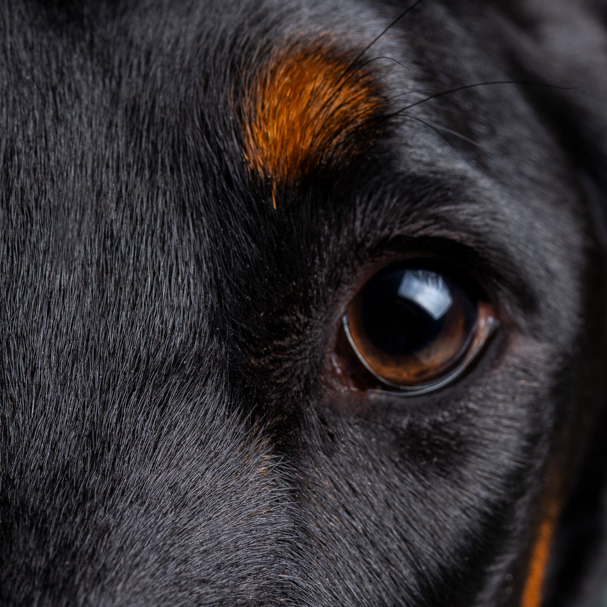 Macro Companion Portrait