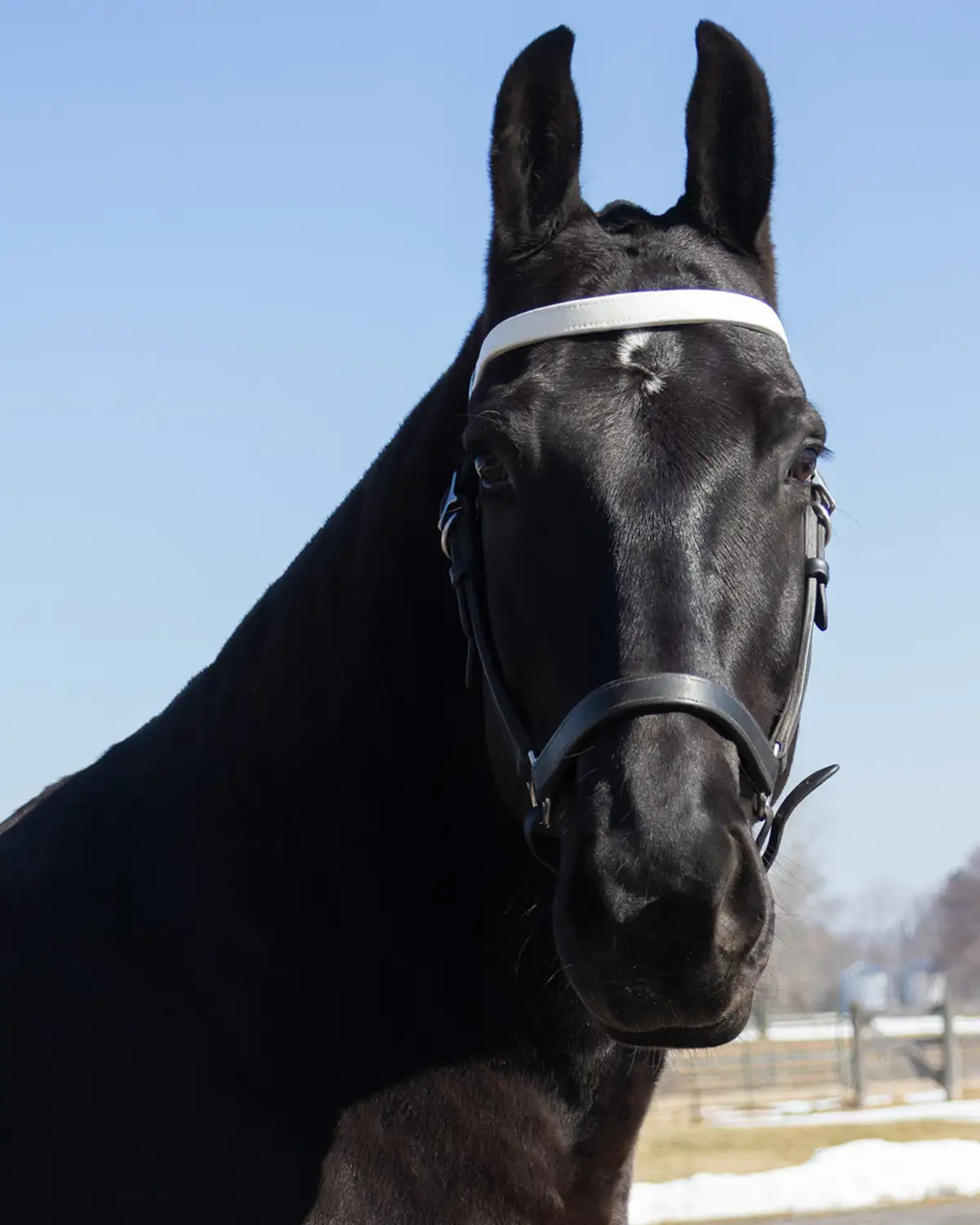 Equine Portfolio