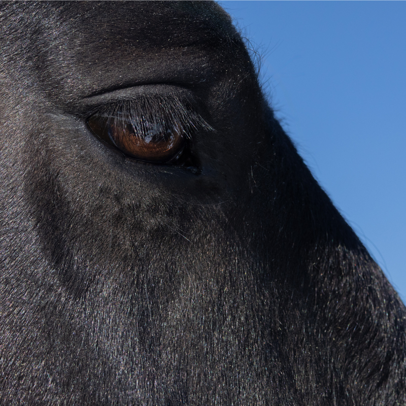 Equestrian Legacy Detail