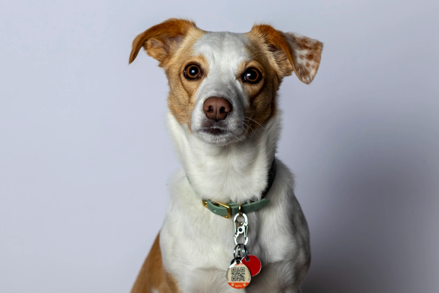 Canine Portrait 10