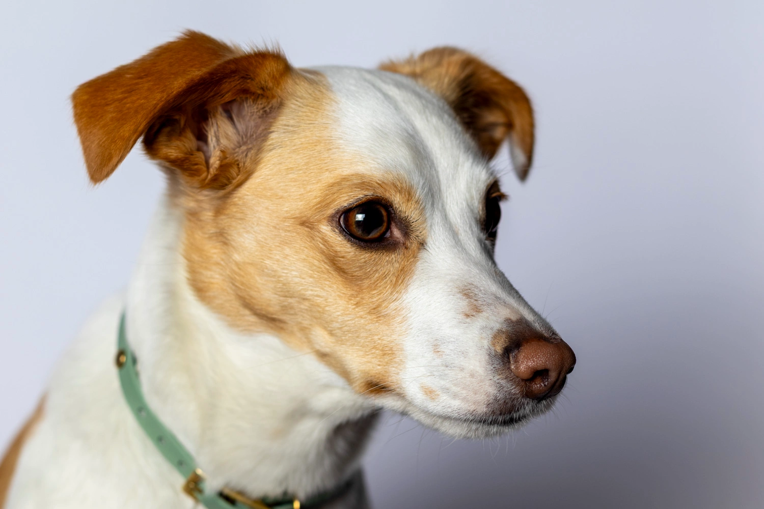 Canine Portrait 11