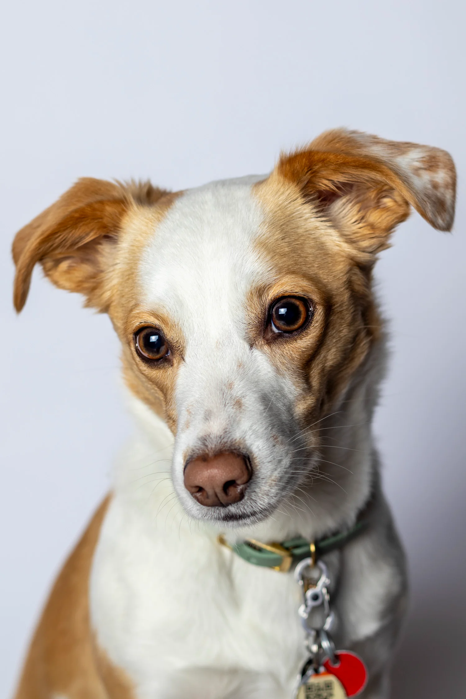 Canine Portrait 12