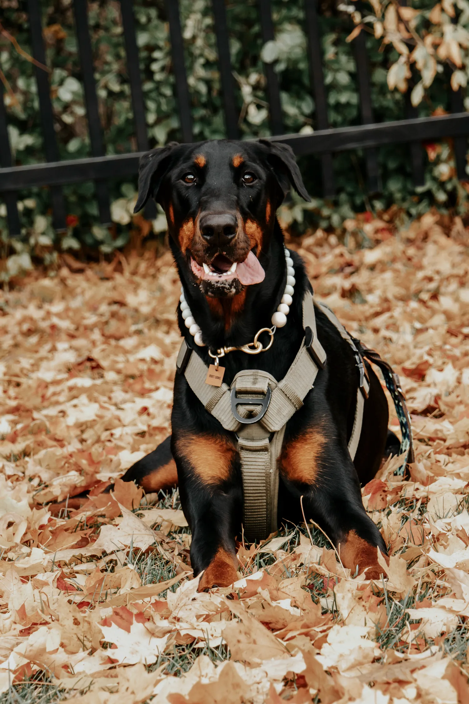 Canine Portrait 18