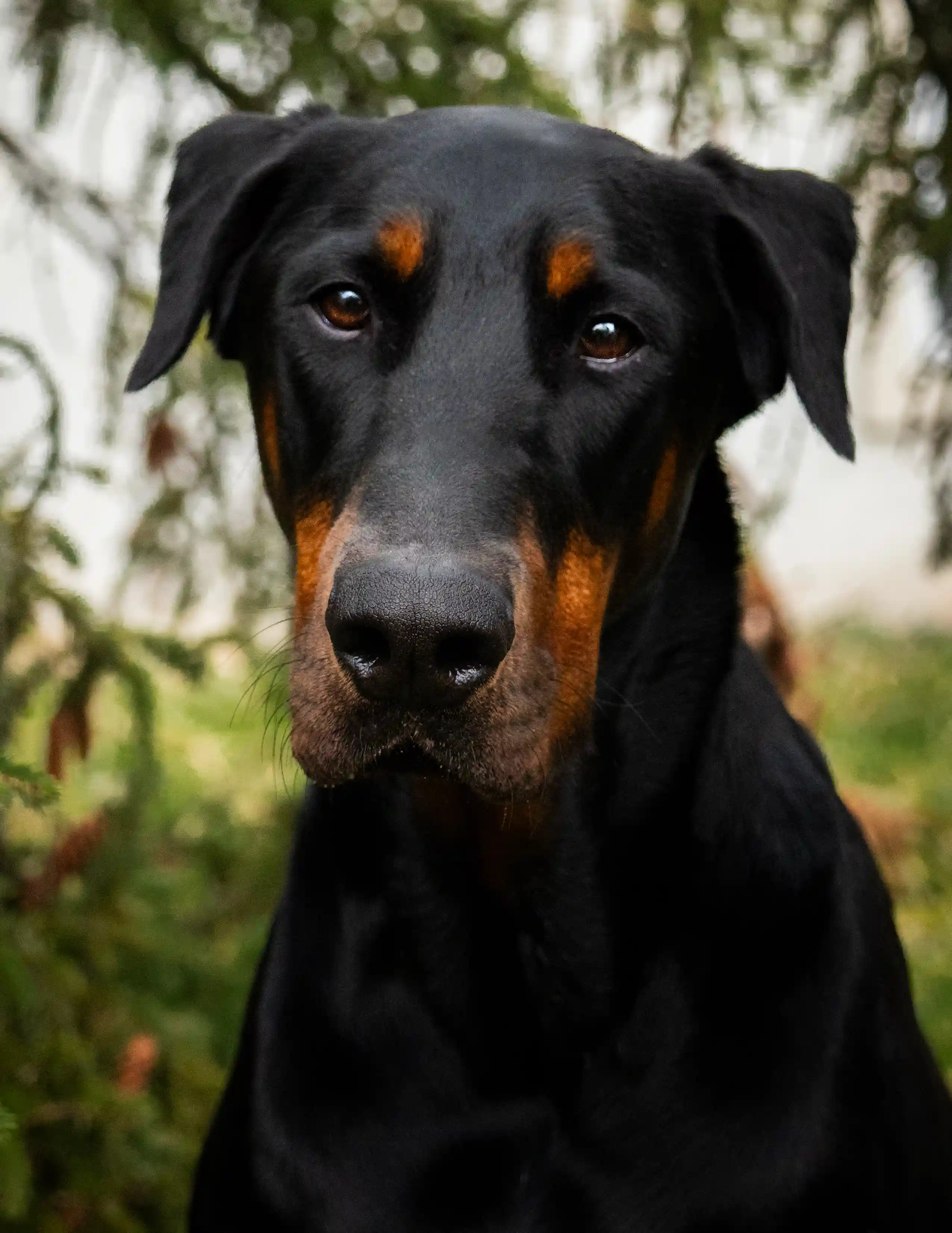 Canine Portrait 22