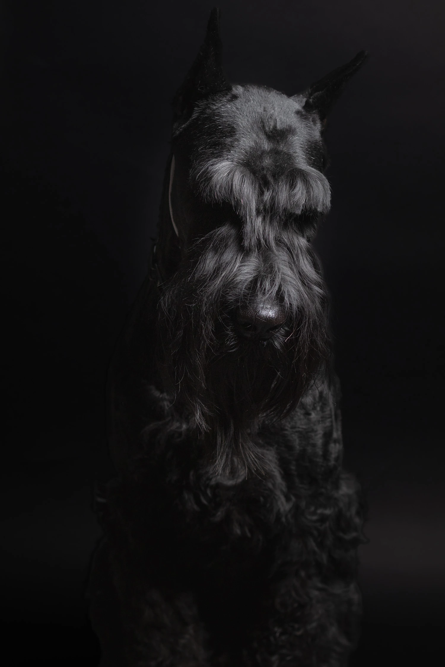 Canine Portrait 3
