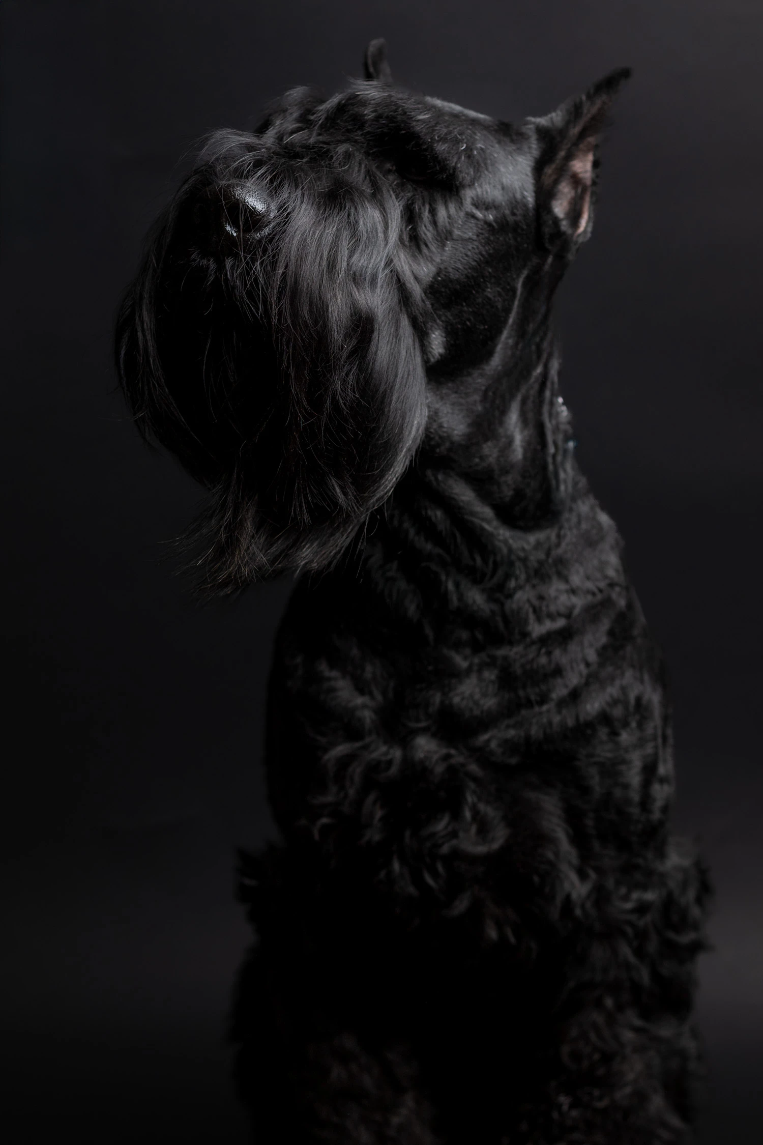 Canine Portrait 4