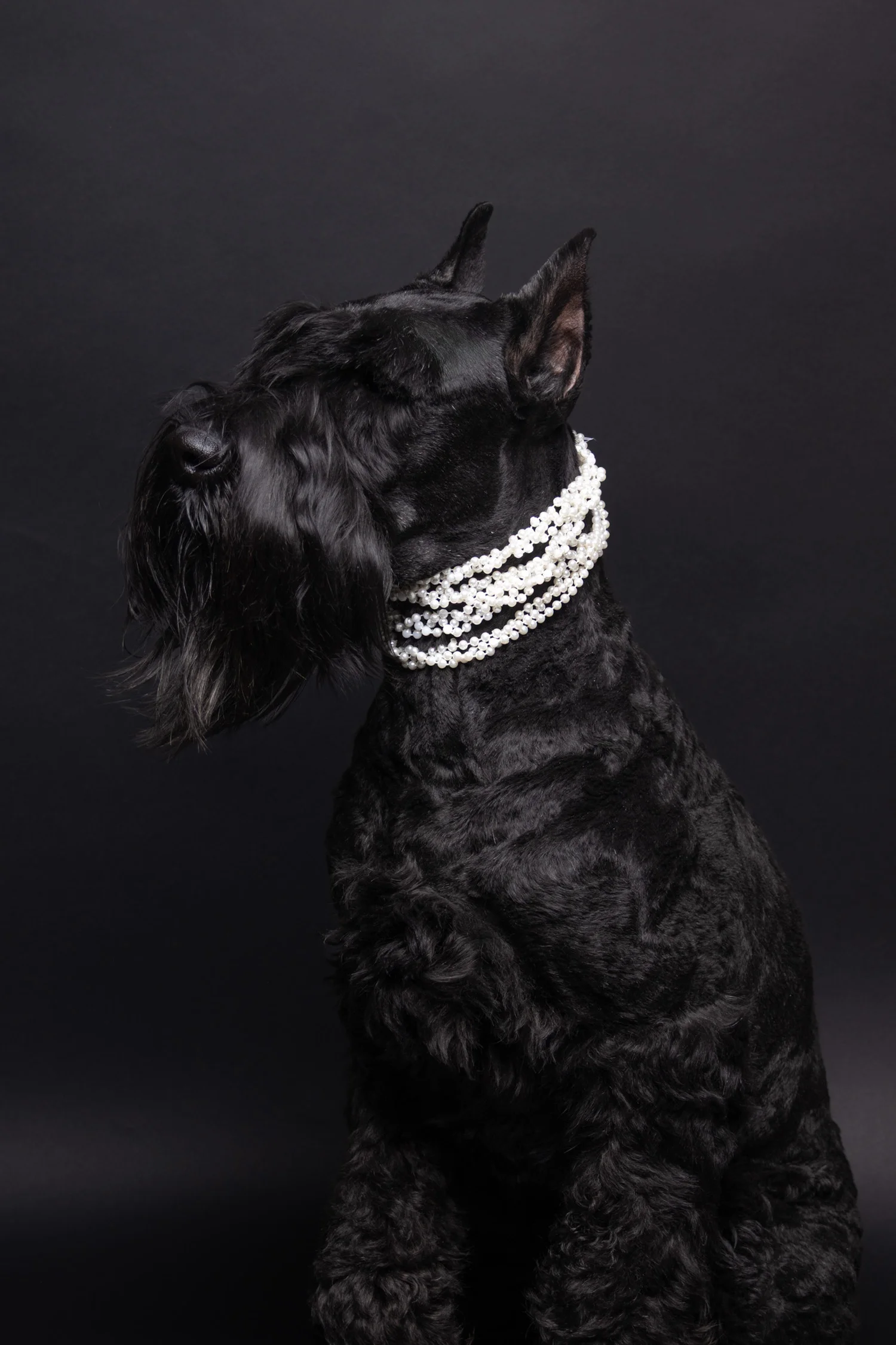 Canine Portrait 5
