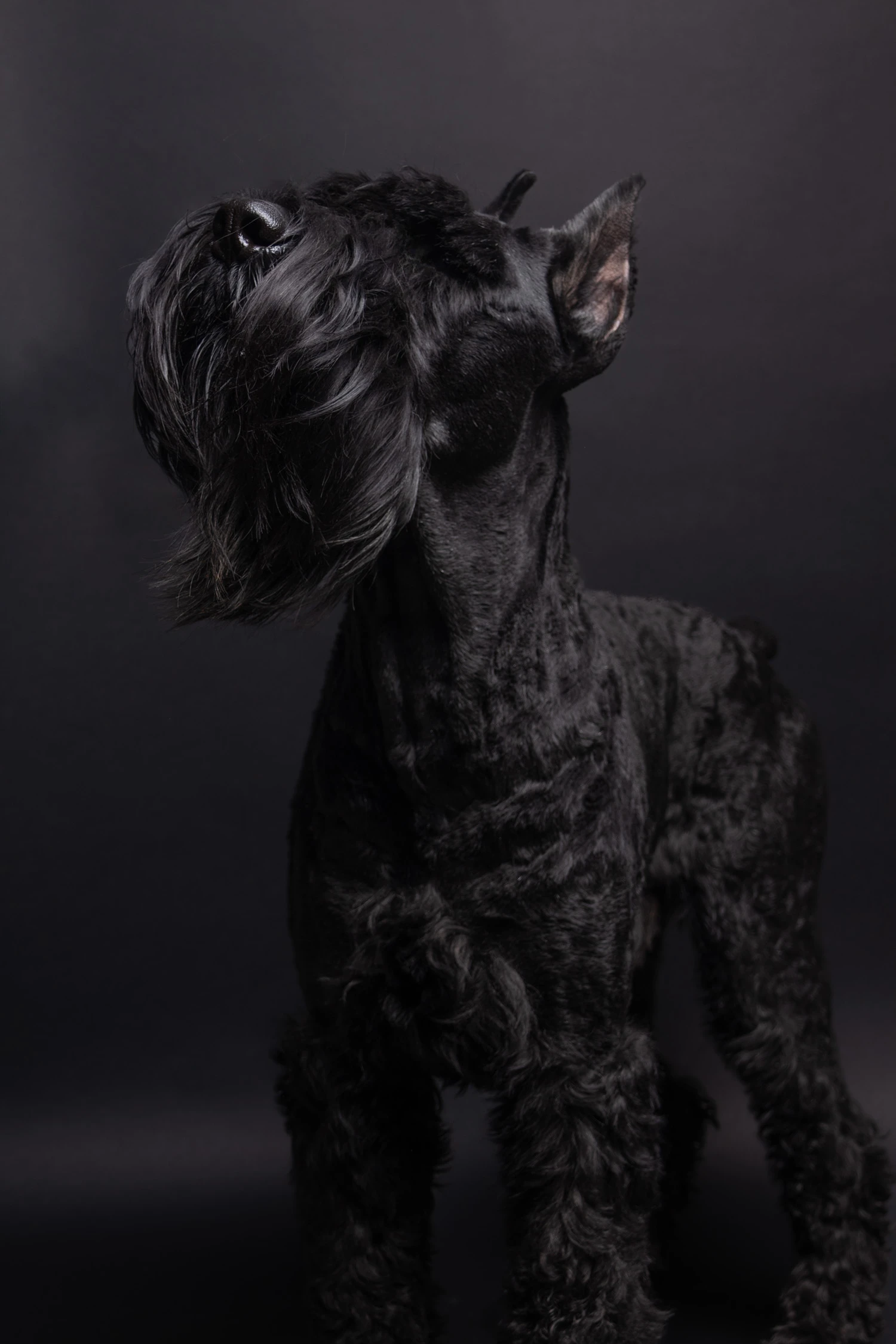 Canine Portrait 6