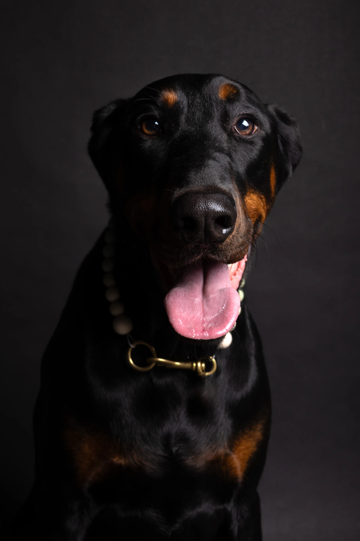Canine Portrait 7