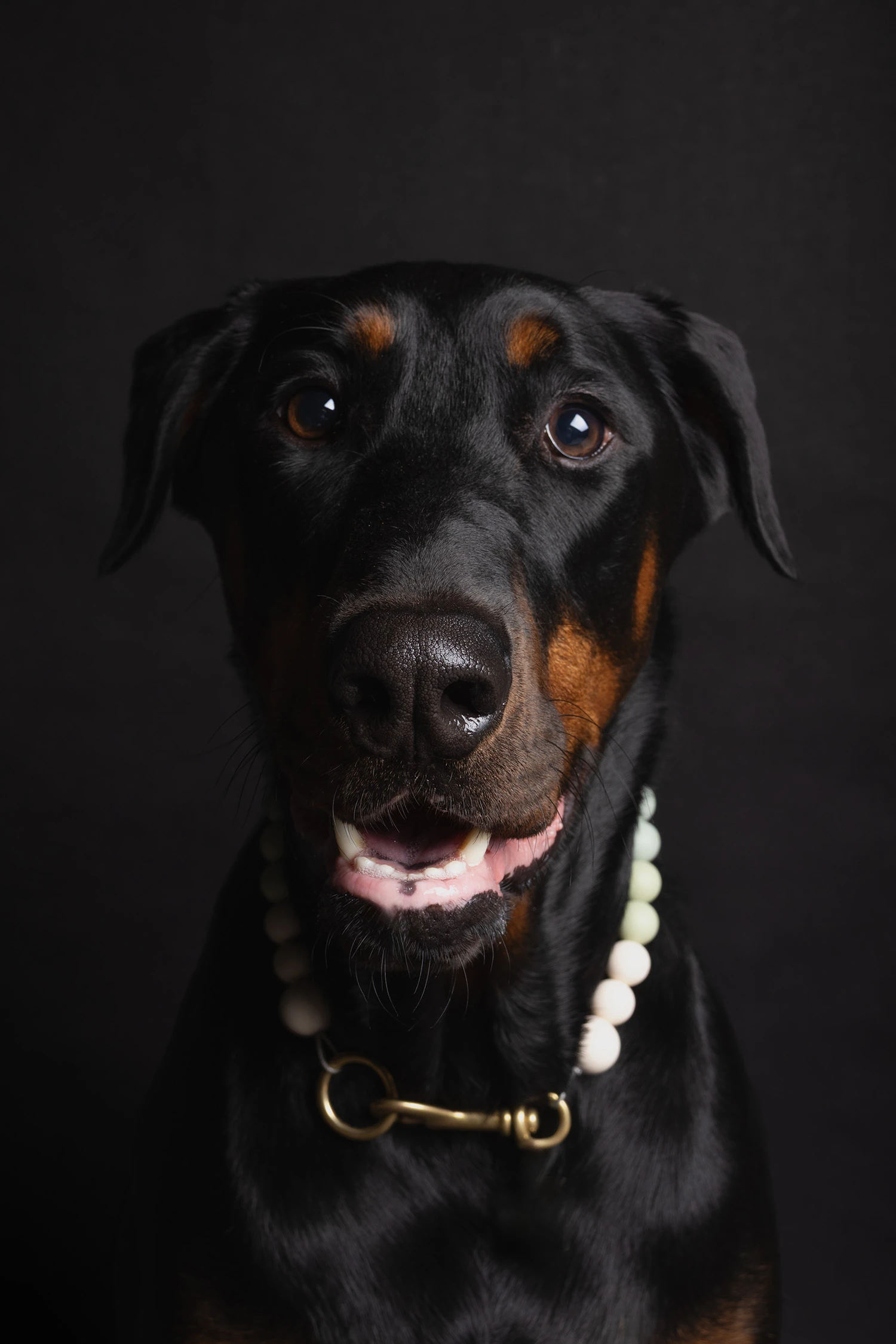 Canine Portrait 8