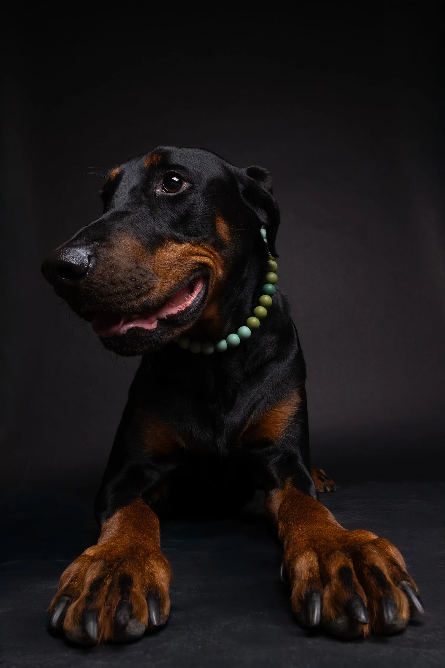 Canine Portrait 9