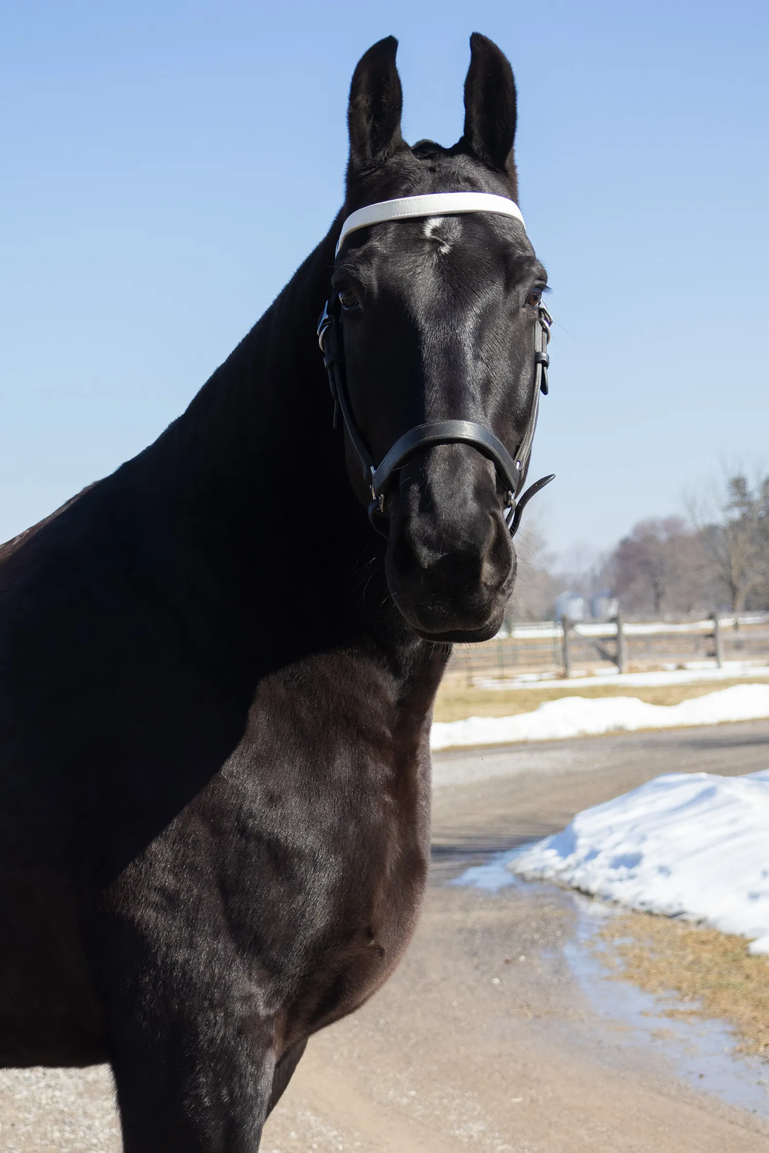 Equine Portrait 1