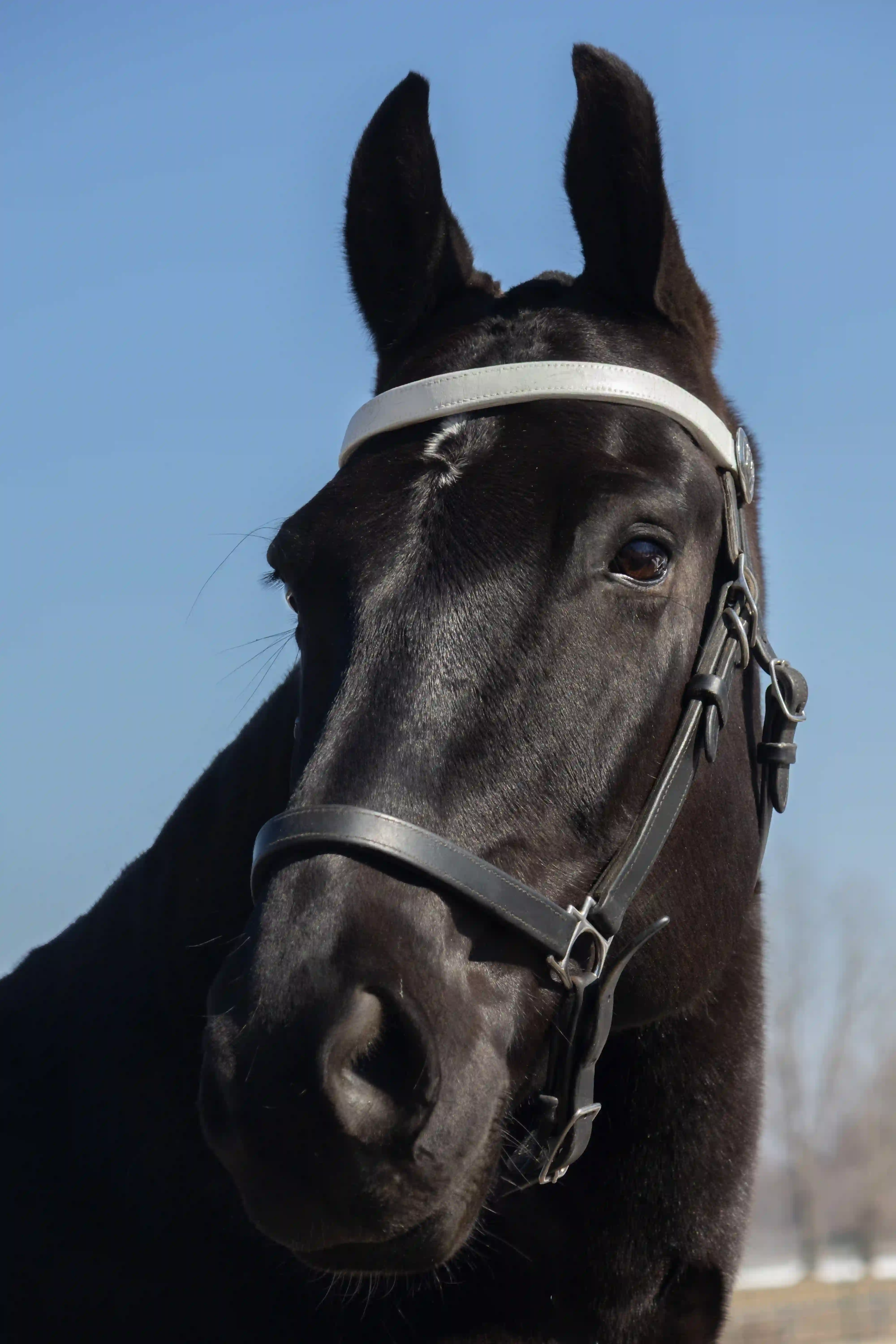 Equine Portrait 3