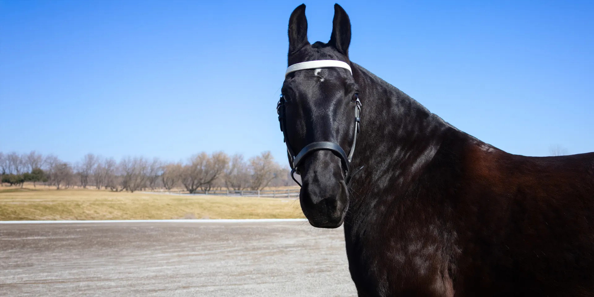 Equine Portrait 4